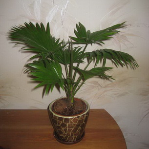 Ливистона (Livistona): как выращивать комнатное растение