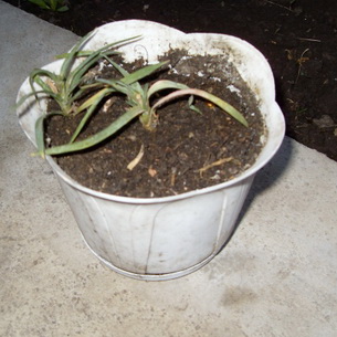 Садовая гвоздика (Dianthus): виды и сорта, уход за ней