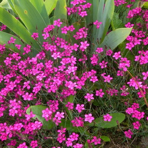 Садовая гвоздика (Dianthus): виды и сорта, уход за ней