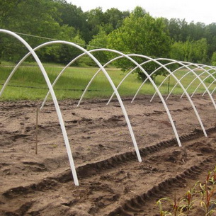 Фасоль: характеристика видов и агротехника выращивания