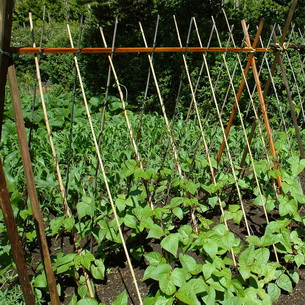 Фасоль: характеристика видов и агротехника выращивания