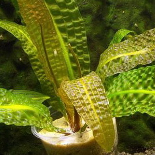 Апоногетон: описание видов и содержание в аквариуме