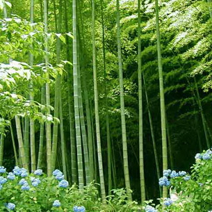 Бамбук: как выглядит и как выращивать