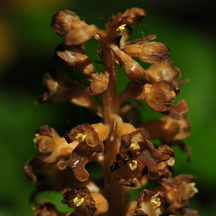 Орхидея гнездовка настоящая (обыкновенная)