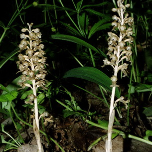 Орхидея гнездовка настоящая (обыкновенная)