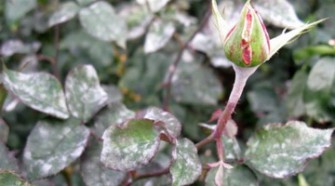 Основные неинфекционные болезни растений