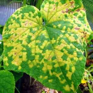 Основные неинфекционные болезни растений