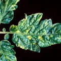 Инфекционные и вирусные болезни растений: особенности патогенеза