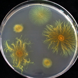 Инфекционные и вирусные болезни растений: особенности патогенеза