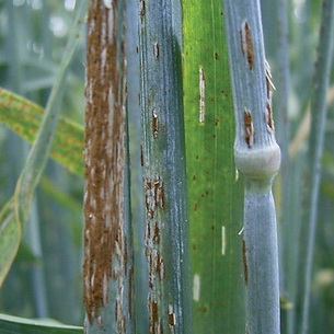 Основные болезни зерновых культур