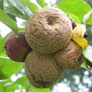 Болезни плодовых деревьев: фото и описание