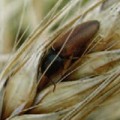 Вредители зерновых культур: описание и система защиты