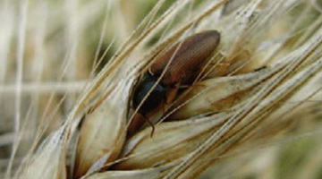Вредители зерновых культур: описание и система защиты