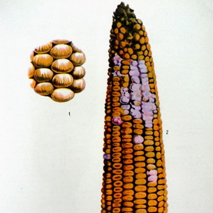 Болезни и вредители кукурузы: описание и способы борьбы