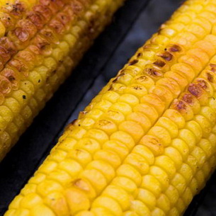 Болезни и вредители кукурузы: описание и способы борьбы