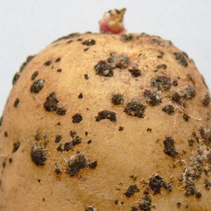 Болезни картофеля описание с фотографиями и способы лечения