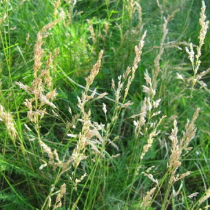 Трава мятлик (Роа)
