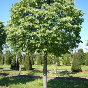 Дерево липа: мелколистная (Tilia cordata) и другие виды