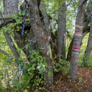 Дерево липа: мелколистная (Tilia cordata) и другие виды