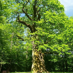 Дерево дуб (Quercus)