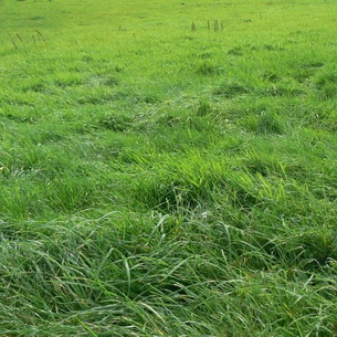 Трава мятлик (Роа)