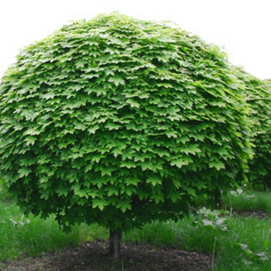 Обыкновенный клен остролистный (Acer platanoides)