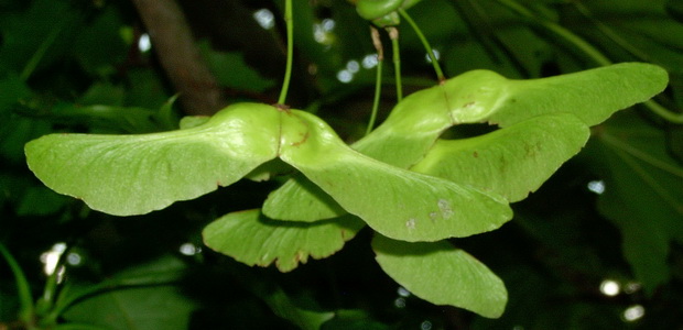 Обыкновенный клен остролистный (Acer platanoides)