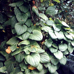 Диоскорея кавказская (Dioscorea caucasica lipsky)