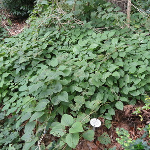 Диоскорея кавказская (Dioscorea caucasica lipsky)
