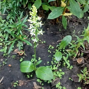 Любка двулистная – ночная фиалка (Platanthera bifolia)
