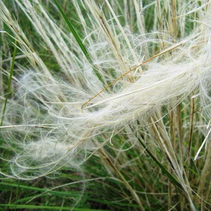 Как выглядит растение ковыль- краткое описание разновидностей и фото травы