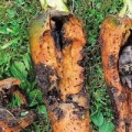 Болезни и вредители моркови: описание и система защиты