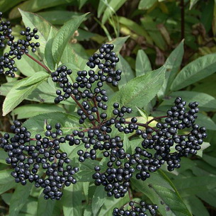 Черная бузина (Sambucus nigra)