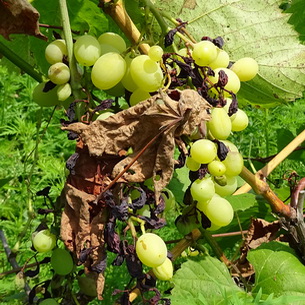 Болезни и вредители винограда: описание и меры защиты