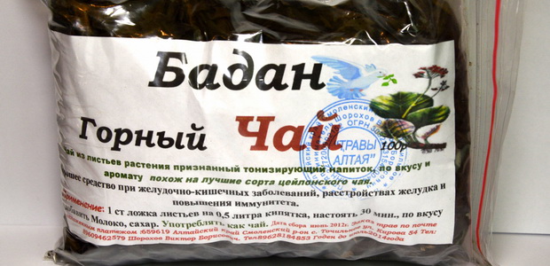 Бадан толстолистный: описание, выращивание и заготовка сырья