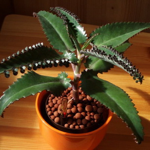 Растение бриофиллум: описание видов, уход и размножение