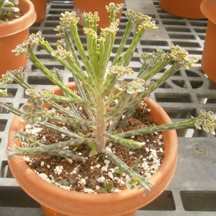 Растение бриофиллум: описание видов, уход и размножение