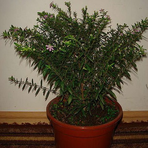 Цветок куфея: фото, описание, посадка и уход, где выращивать растение,способы размножения