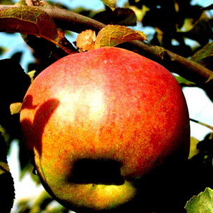 Сорта яблонь разного срока созревания