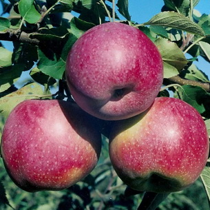 Сорта яблонь разного срока созревания