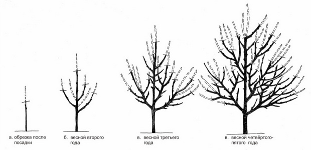 Правильная обрезка деревьев алычи