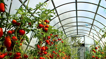 Как вырастить томаты в парнике или тоннеле