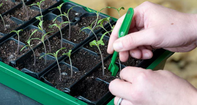 Выращивание помидоров в пленочных теплицах: секреты посадки и ухода