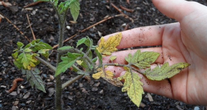 Выращивание помидоров в пленочных теплицах: секреты посадки и ухода