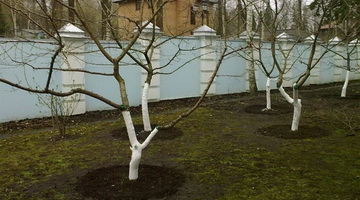Посадка и пересадка плодовых деревьев в дачном саду