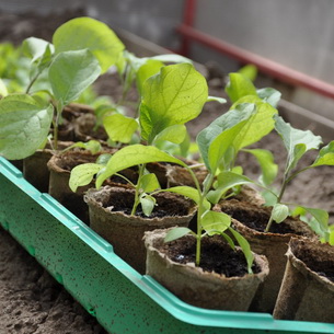 Как вырастить хорошую рассаду: правильная агротехника