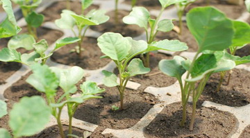Агротехника выращивания рассады белокочанной и цветной капусты