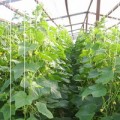 Агротехника выращивания ранних огурцов в теплице