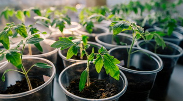 Как вырастить хорошую рассаду: правильная агротехника