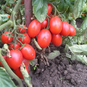 Гибриды томатов для теплиц: фото и описание